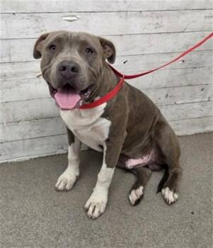 BOOG -  Pit Bull Terrier and Mixed Breed Dog for Adoption in San Bernardino, California - BOOG | PetCurious
