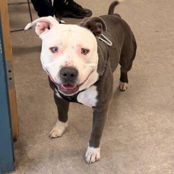 Snoop Dog -  Mixed Breed Dog for Adoption in Philadelphia, Pennsylvania - Snoop Dog | PetCurious