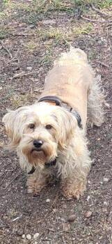 Shih Tzu Dogs Available for Adoption - BLONDIE | PetCurious