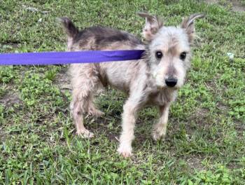 Miniature Schnauzer Dogs Available for Adoption in Louise, Texas - Biggy | PetCurious