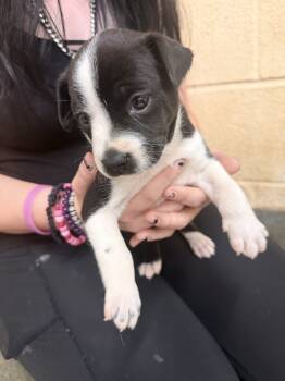 Rescue Terrier Dogs for Adoption in Corinth, Mississippi - Apple Pie | PetCurious