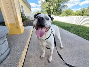 Boxer and Mixed Breed Dogs Available for Adoption - AXL | PetCurious