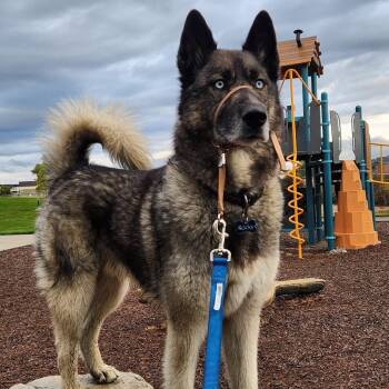 Siberian Husky Dogs Available for Adoption - Rocky | PetCurious