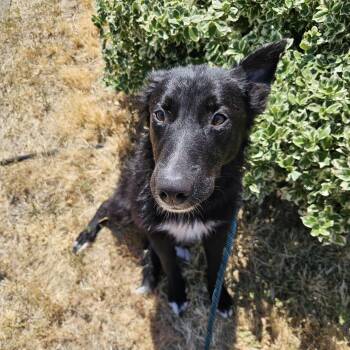 Starfire -  Border Collie Dog for Adoption in The Dalles, Oregon - Starfire | PetCurious