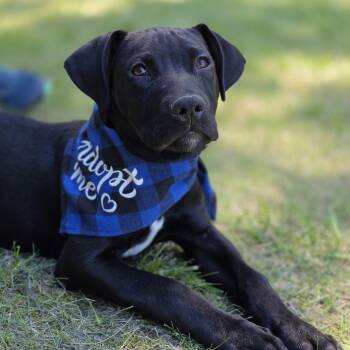 Irwin -  Chesapeake Bay Retriever and Pit Bull Terrier Dog for Adoption in Lincoln, Nebraska - Irwin | PetCurious
