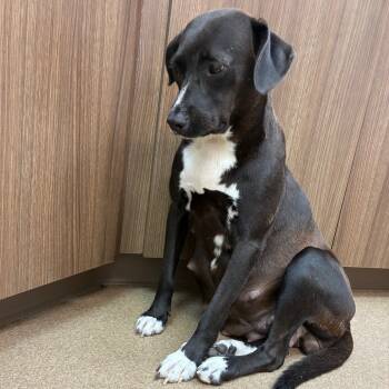 Rescue Labrador Retriever and Mixed Breed Dogs for Adoption in Corpus Christi, Texas - Weaver | PetCurious