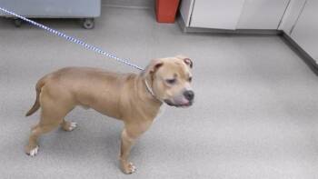 American Bulldog Dogs Available for Adoption - BEAST | PetCurious