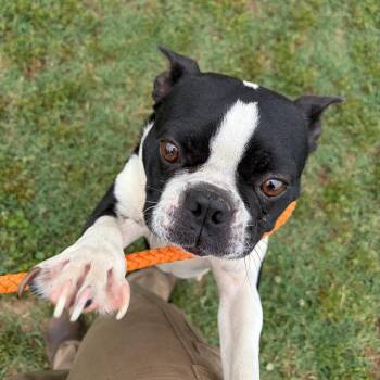 Mixed Breed Dogs Available for Adoption in Chattanooga, Tennessee - Tipsy | PetCurious