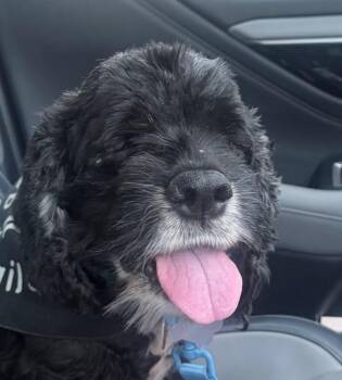 Asher -  Cocker Spaniel Dog for Adoption in Plano, Texas - Asher | PetCurious