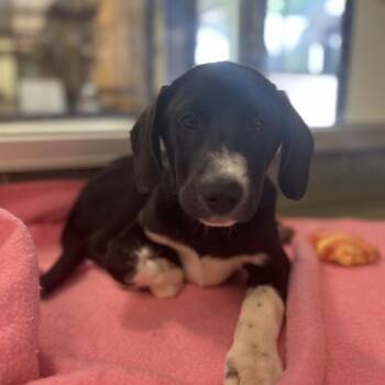 Koga -  Labrador Retriever and Mixed Breed Dog for Adoption in Charlottesville, Virginia - Koga | PetCurious