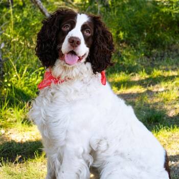 Bambi -  English Springer Spaniel and Spaniel Dog for Adoption in Grayling, Michigan - Bambi | PetCurious