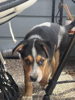 TART -  Shepherd Dog for Adoption in Broomfield, Colorado - TART | PetCurious