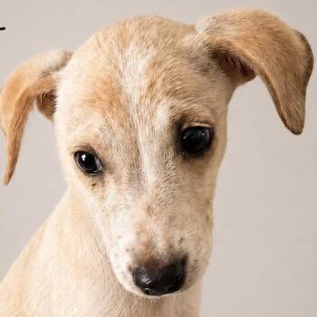 CELESTE PAWTATO (out of town) -  Chihuahua and Terrier Dog for Adoption in New York, New York - CELESTE PAWTATO (out Of Town) | PetCurious