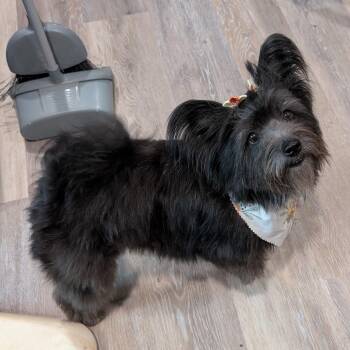 Tempest -  Terrier Dog for Adoption in Warren, Rhode Island - Tempest | PetCurious