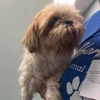 Mixed Breed Dogs Available for Adoption in Greensboro, North Carolina - Muffin | PetCurious