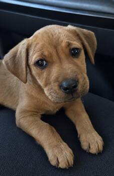 Nala — Your Future Best Friend -  Labrador Retriever Dog for Adoption in Conway, South Carolina - Nala — Your Future Best Friend | PetCurious