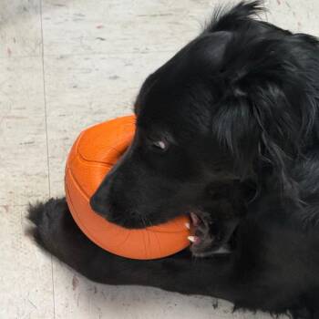 Golden Retriever and Mixed Breed Dogs Available for Adoption in Lynchburg, Virginia - Chuck | PetCurious