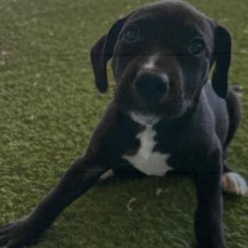 Mixed Breed Dogs Available for Adoption in New York, New York - Jersey (p) | PetCurious