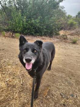 Rescue German Shepherd Dog and Mixed Breed Dogs for Adoption in Chula Vista, California - RAPIDASH | PetCurious