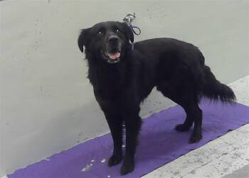 PELUCHIN -  Labrador Retriever and Mixed Breed Dog for Adoption in Houston, Texas - PELUCHIN | PetCurious