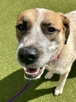 Jenni -  Mixed Breed Dog for Adoption in Wichita, Kansas - Jenni | PetCurious