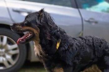 Australian Shepherd and Mixed Breed Dogs Available for Adoption in Westland, Michigan - Flynn | PetCurious