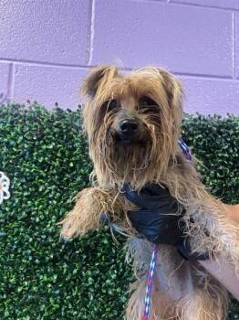 61310240 -  Yorkshire Terrier and Mixed Breed Dog for Adoption in El Paso, Texas - 61310240 | PetCurious