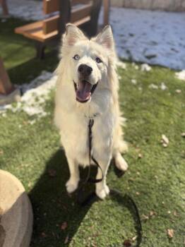 Mixed Breed Dogs Available for Adoption - Charlie | PetCurious