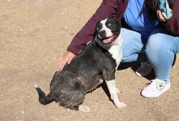 Mixed Breed Dogs Available for Adoption - Ocean | PetCurious