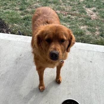 Golden Retriever Dogs Available for Adoption - Gracie | PetCurious