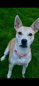 Rescue Basenji Dogs for Adoption in Beaverton, Oregon - Lucy | PetCurious