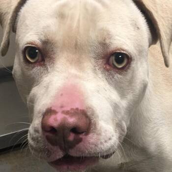 Kilo -  Pit Bull Terrier Dog for Adoption in Yuma, Arizona - Kilo | PetCurious