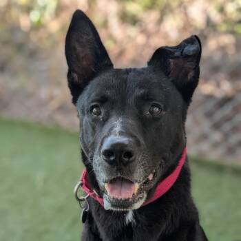 Black Mouth Cur and Shepherd Dogs Available for Adoption in Lakeland, Florida - Philberto | PetCurious