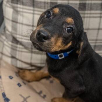 Hound and Labrador Retriever Dogs Available for Adoption in Pawling, New York - Aaron | PetCurious