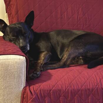 Gambit -  Terrier Dog for Adoption in San Diego, California - Gambit | PetCurious