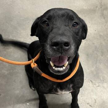 Marley -  Black Labrador Retriever Dog for Adoption in Tampa, Florida - Marley | PetCurious