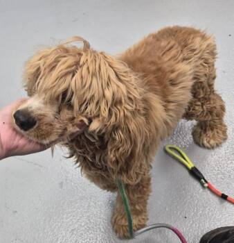 Cocker Spaniel Dogs Available for Adoption in Lawrenceville, Georgia - Vc 2 | PetCurious