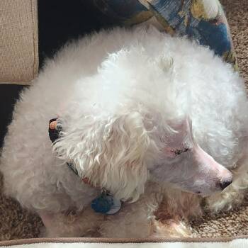 Georgie (AG26-90) -  Miniature Poodle Dog for Adoption in Peyton, Colorado - Georgie (AG26-90) | PetCurious