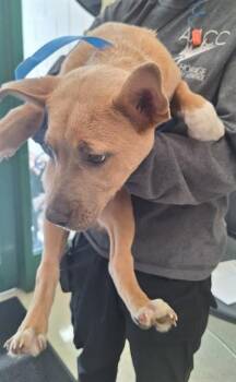 German Shepherd Dog and Mixed Breed Dogs Available for Adoption in Anchorage, Alaska - OSPREY | PetCurious