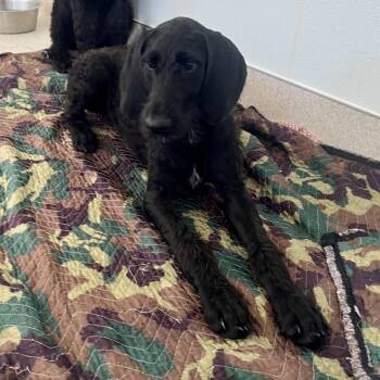 Dumbo 0348 -  Poodle and Great Dane Dog for Adoption in Loxahatchee Groves, Florida - Dumbo 0348 | PetCurious