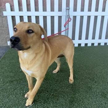 Rescue Labrador Retriever and Mixed Breed Dogs for Adoption in Modesto, California - A603635 | PetCurious