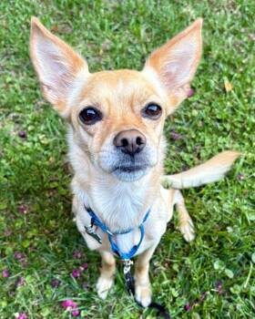 Manny -  Terrier and Chihuahua Dog for Adoption in Novato, California - Manny | PetCurious