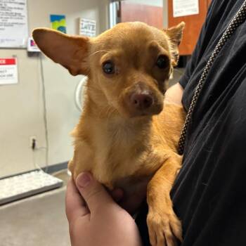 Chihuahua Dogs Available for Adoption in Yuma, Arizona - Shaunna | PetCurious