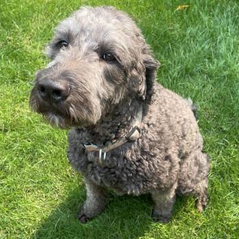 Ms. Fluffy Lucy -  Goldendoodle Dog for Adoption in Ridgefield, Washington - Ms. Fluffy Lucy | PetCurious