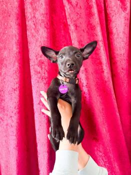 Bashful -  Chihuahua Dog for Adoption in West Hollywood, California - Bashful | PetCurious