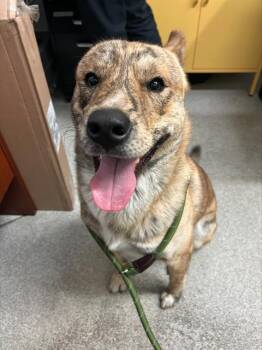 RYU -  Dutch Shepherd Dog for Adoption in Alameda, California - RYU | PetCurious
