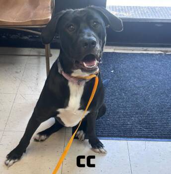 Black Labrador Retriever Dogs Available for Adoption in Dyersburg, Tennessee - CC | PetCurious