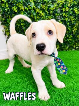Waffles -  Hound Dog for Adoption in Lucas, Texas - Waffles | PetCurious