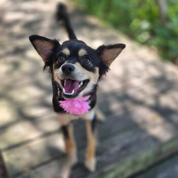 Mixed Breed Dogs Available for Adoption in Port Charlotte, Florida - Paisley | PetCurious