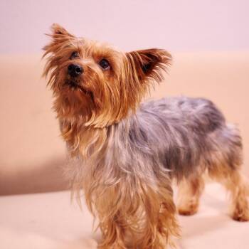 Yorkshire Terrier Dogs Available for Adoption in Chaska, Minnesota - Durango | PetCurious
